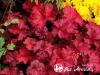 Alūnė ,Fire Chief' (lot. Heuchera) Alūnė ,Fire Chief' (lot. Heuchera)